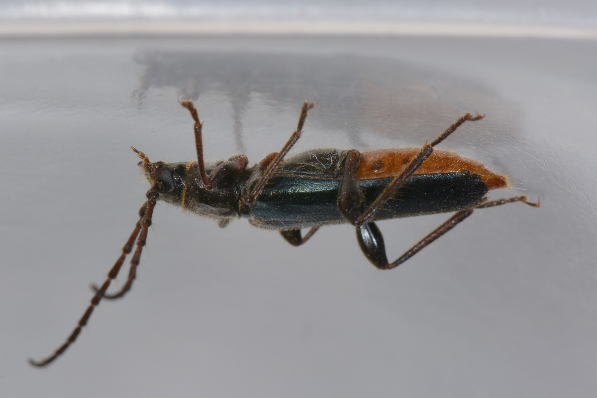 Phymatodes testaceus, Cerambycidae